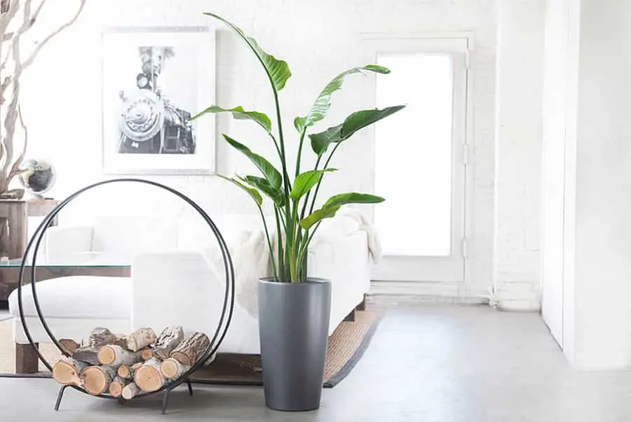 Idee e consigli per piante in giardino