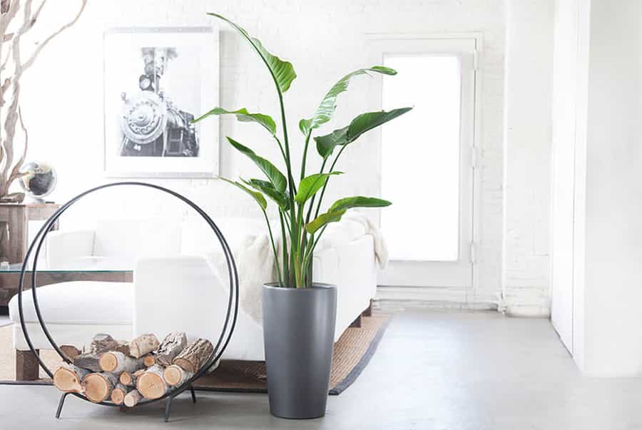 Idee e consigli per piante in giardino