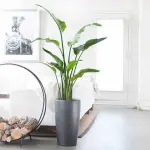 Idee e consigli per piante in giardino