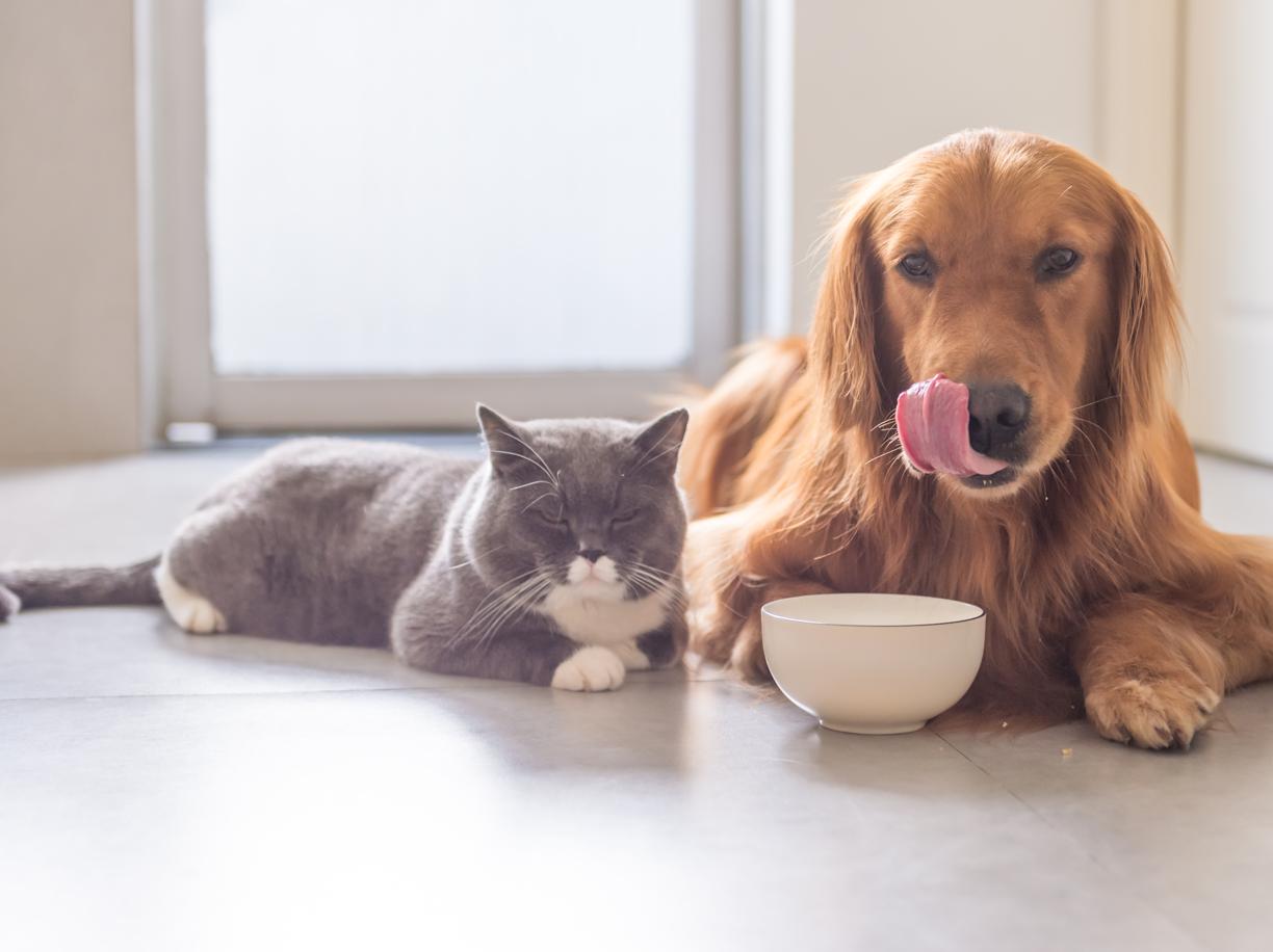 Arredare la casa a prova di animali domestici: qualche consiflio