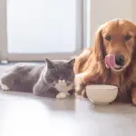 Arredare la casa a prova di animali domestici: qualche consiflio