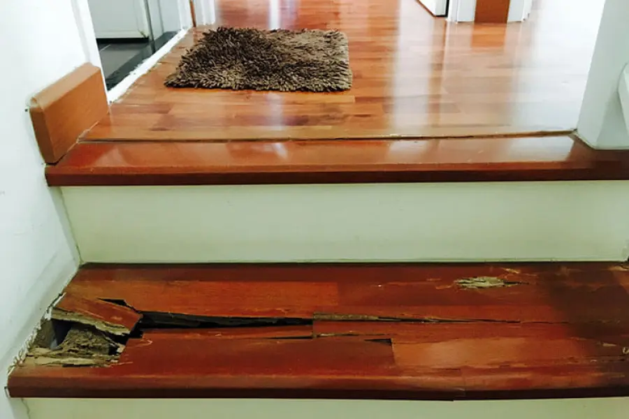 Come liberarsi delle termiti