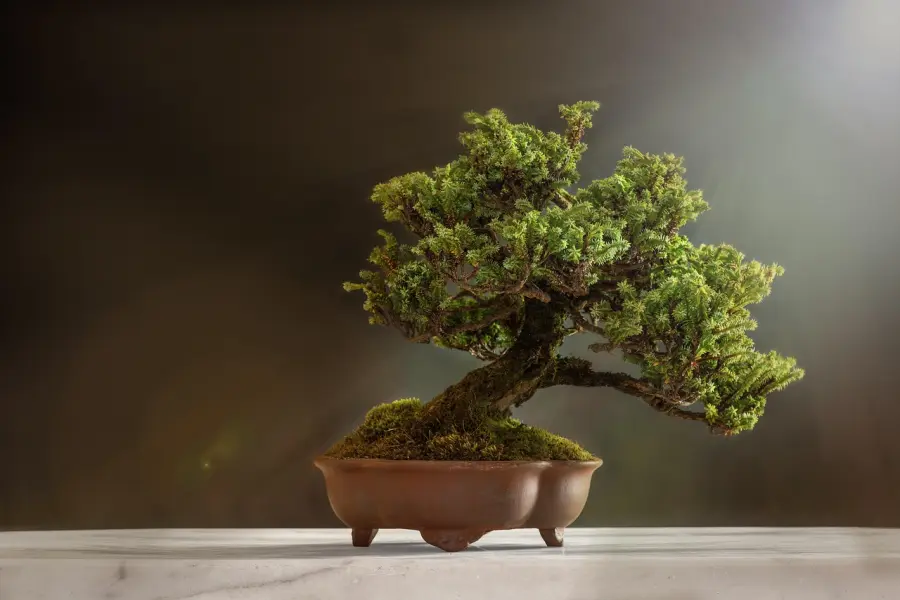 Come coltivare un bonsai in casa: i migliori consigli da seguire