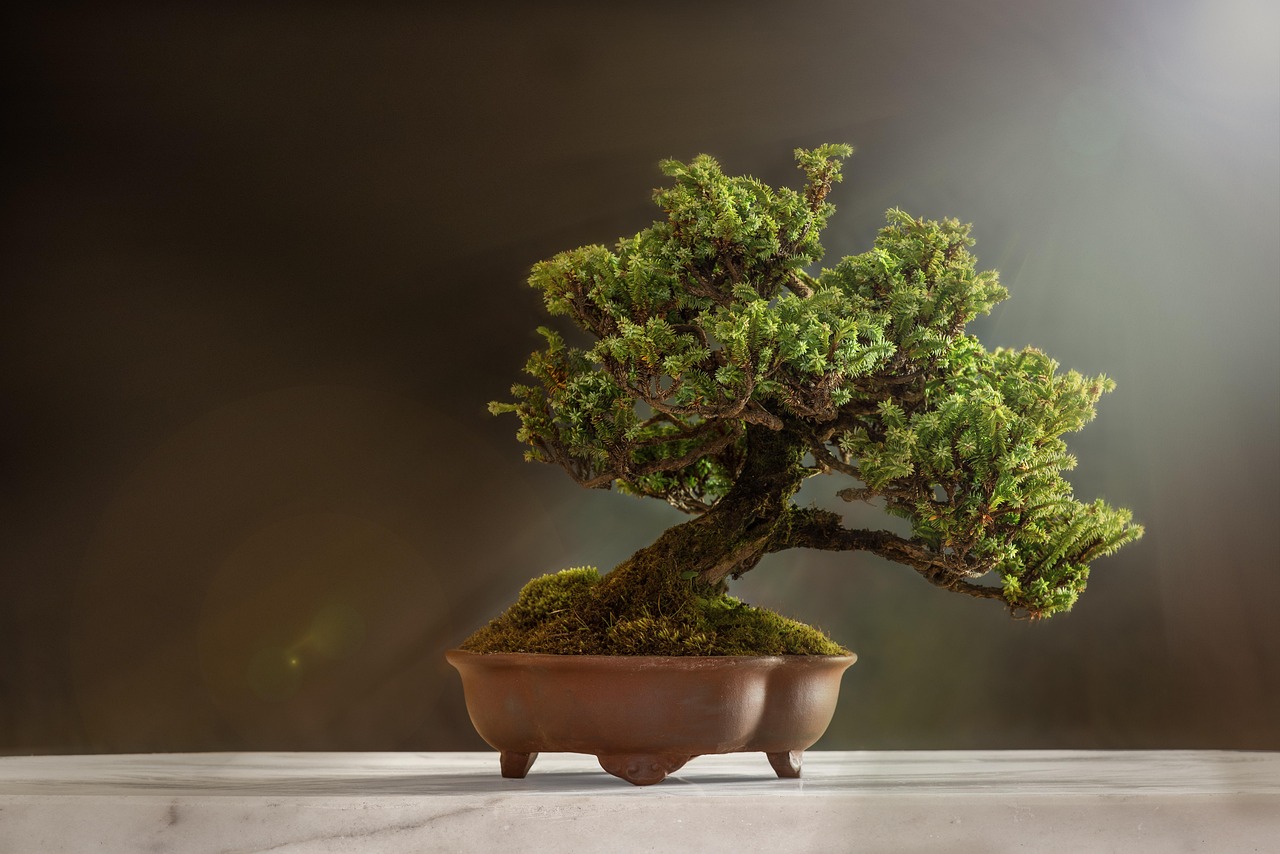 Come coltivare un bonsai in casa: i migliori consigli da seguire