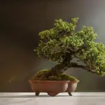 Come coltivare un bonsai in casa: i migliori consigli da seguire